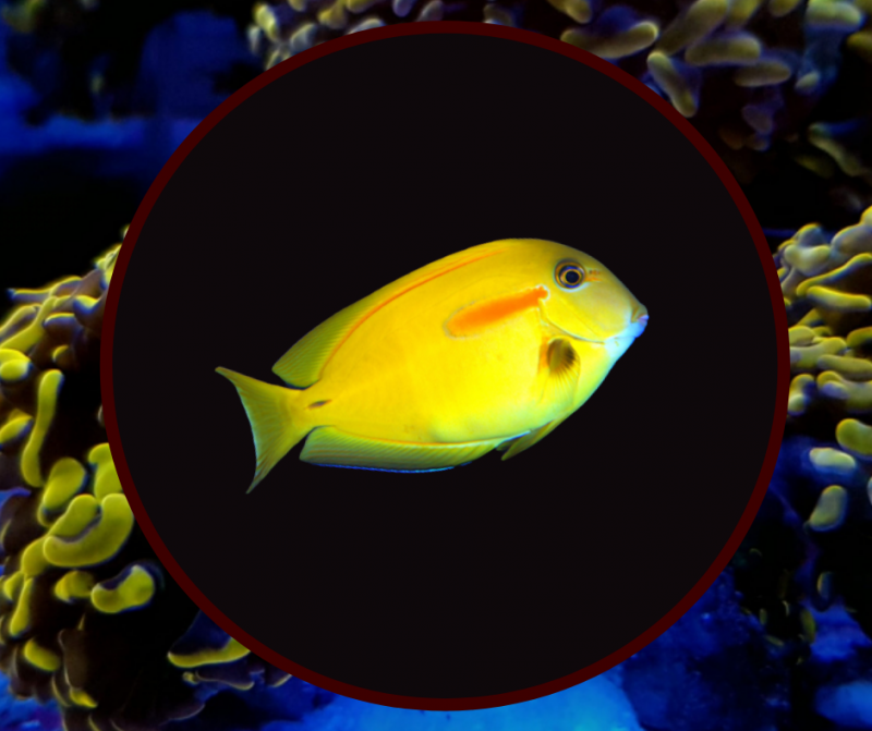 Orange Shoulder Tang