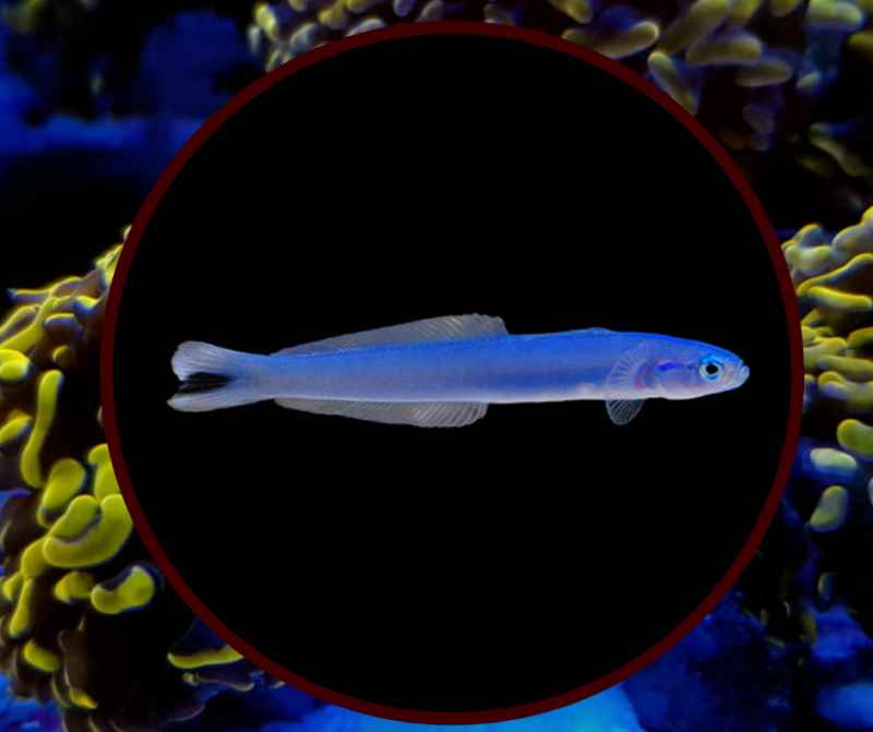 Blue Gudgeon Goby